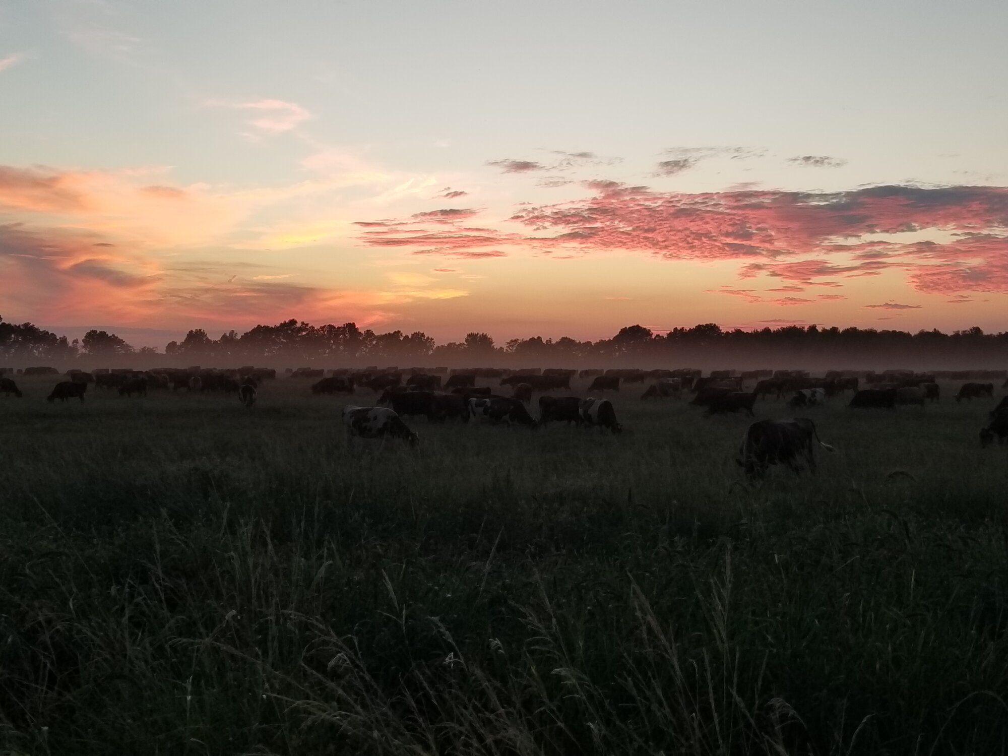 A long line of cattle moving across pasture in the morning