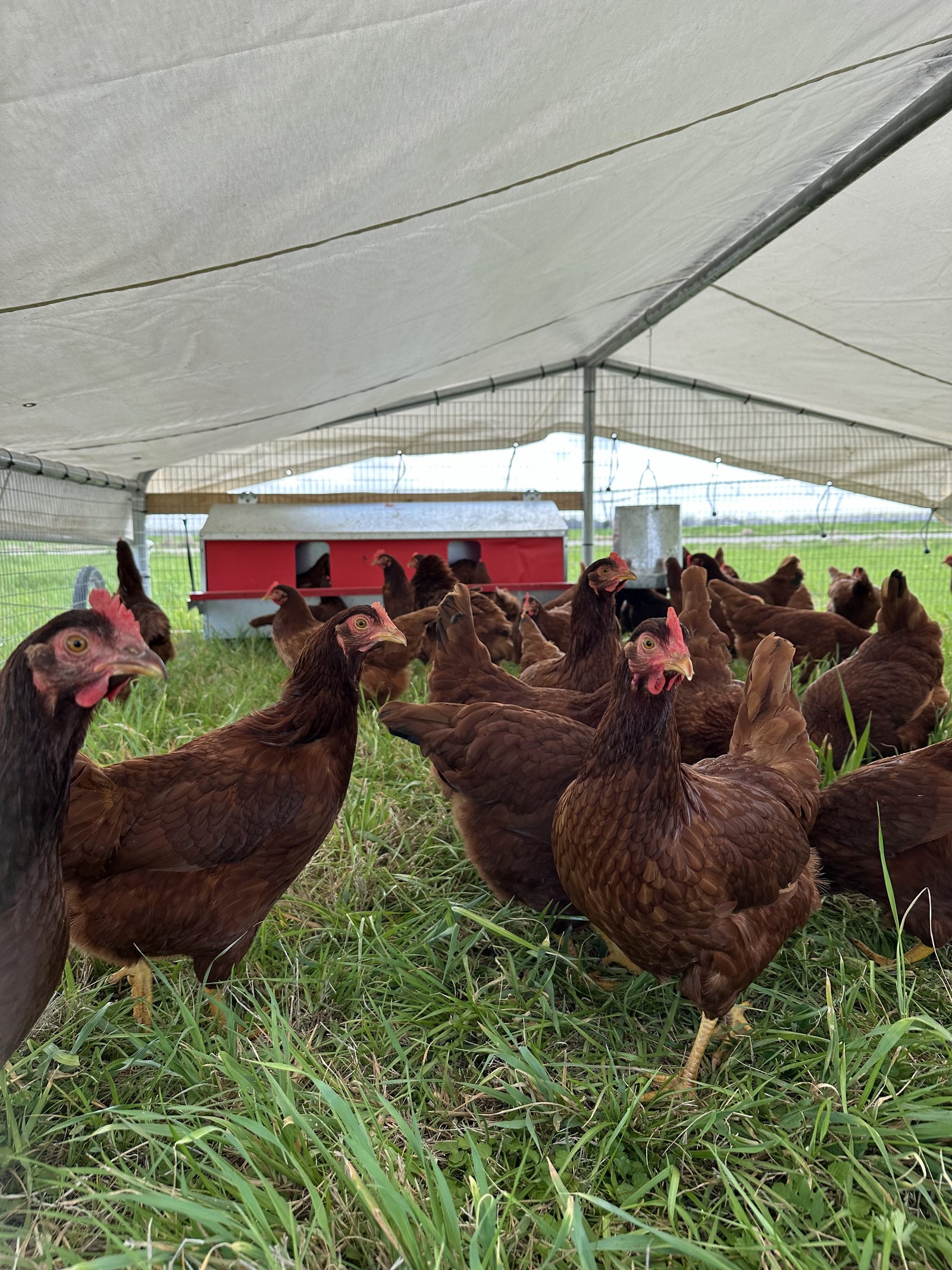 Brown laying hens milling around inside the mobile coop