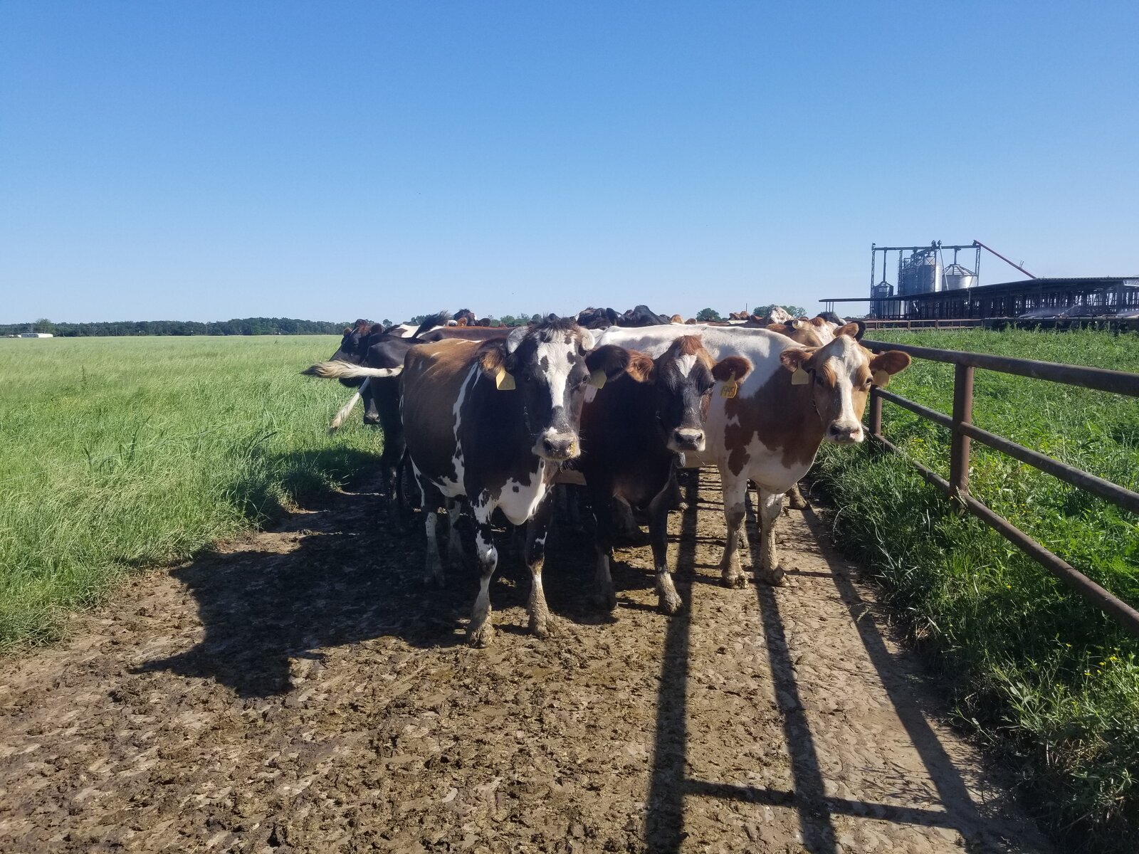 Cattle up close wearing Halter virtual fencing collars