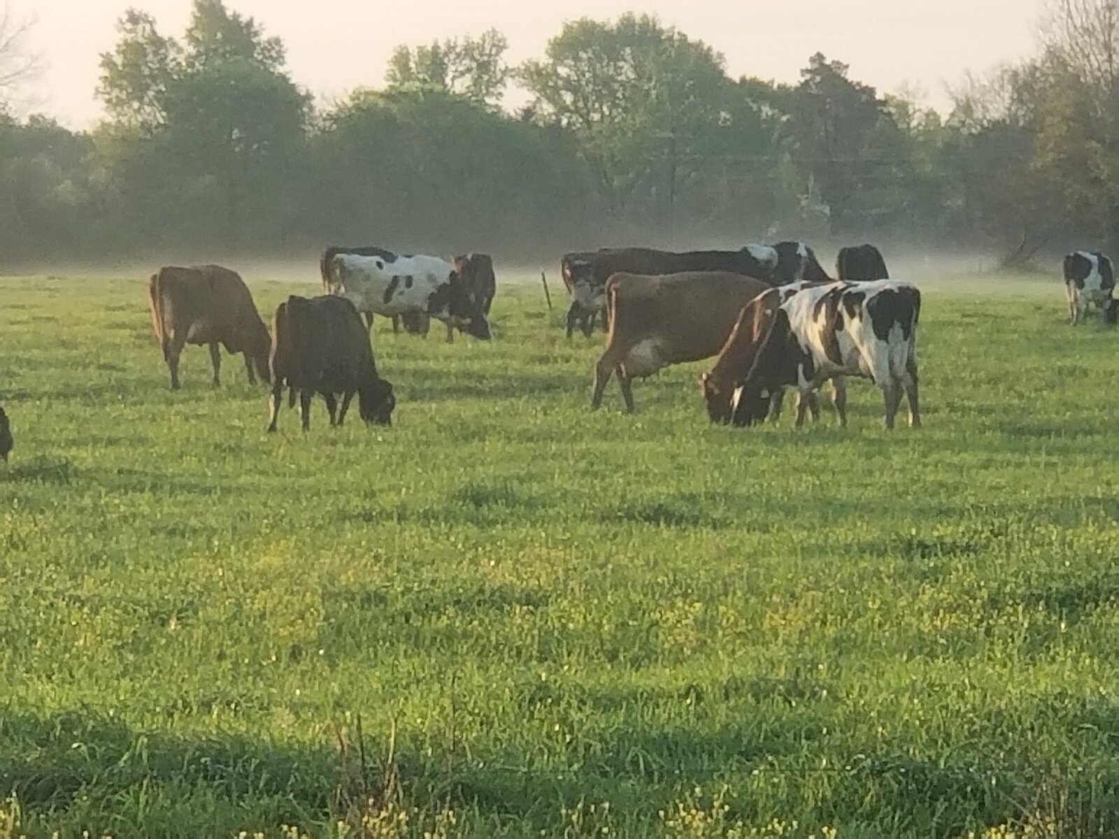 Cattle in a misty green pasture
