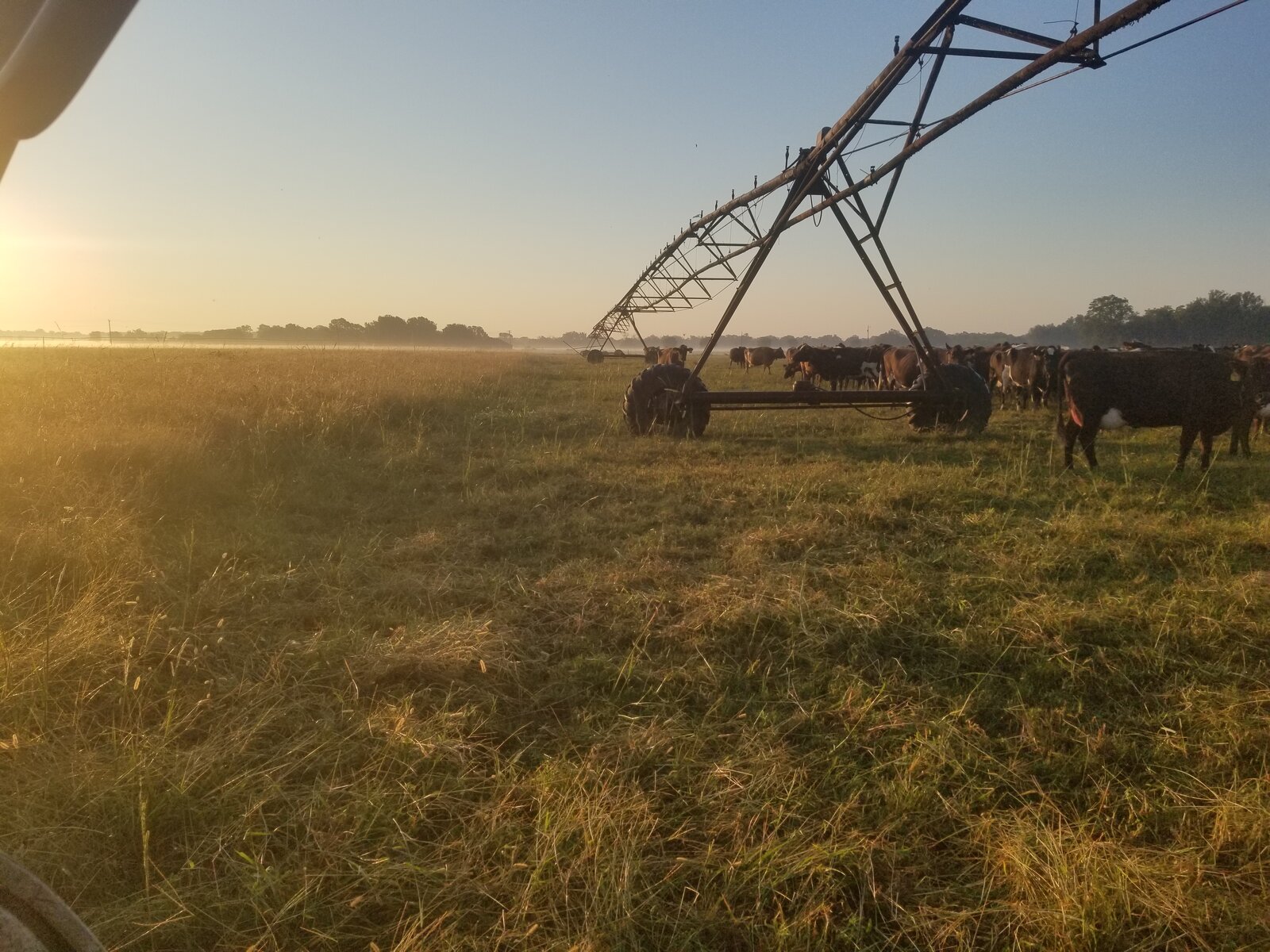 Beef cattle grazing on green pasture under a center-pivot irrigation arm at sunrise