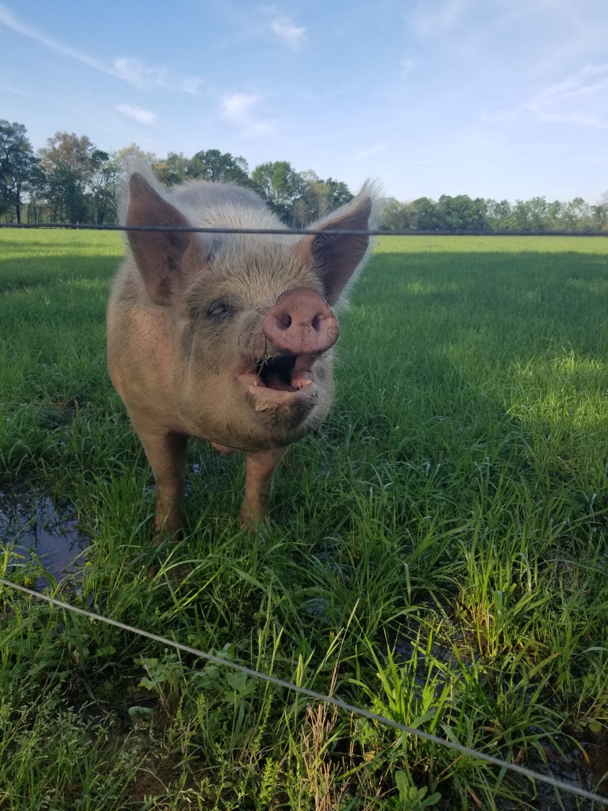 A hog in a grass paddock with a portable fence wire